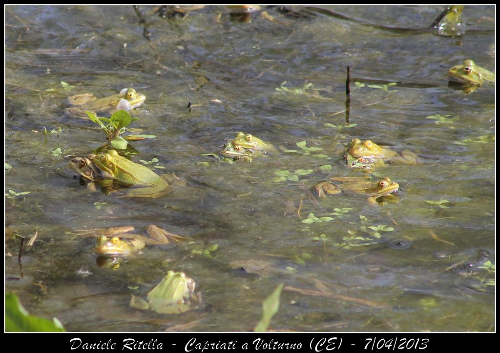 E queste Pelophylax si possono ident. dai sacchi vocali?(CE)